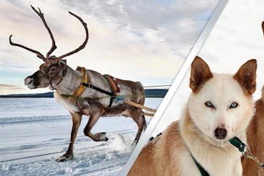 Safari rennes et husky en Laponie au départ de Levi